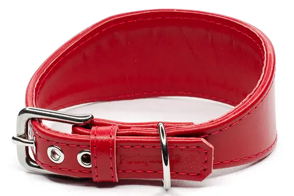 Leather vs Fabric: What’s Best for Your Whippet’s Collar? 2 a Red leather tapered fishtail whippet collar with strong stitching and stainless steel hardware by Petiquette