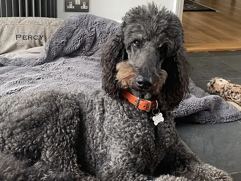 black standard poodle wearing a bright orange leather dog collar from Petiquette
