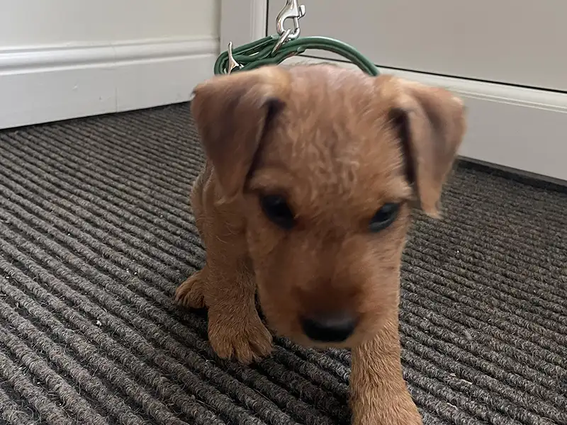 border terrier puppy wearing a leather collar from Petiquette