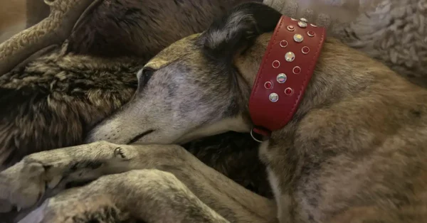 brindle whippet wearing a red Razzle Dazzle Swarovski crystal whippet collar from Petiquette