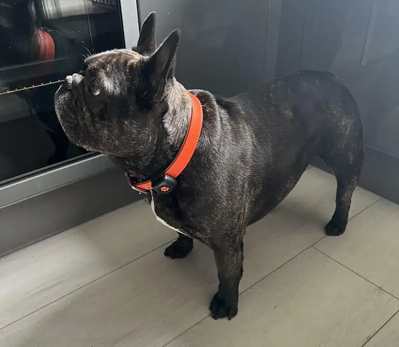 French bulldog wearing an orange leather collar from Petiquette