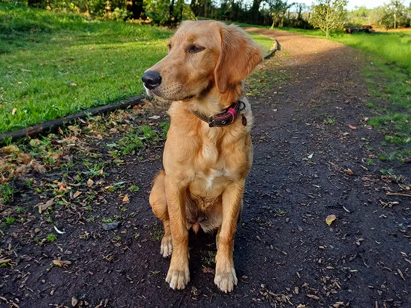 a golden retriever wearing a brown and pink padded leather collar from Petiquette