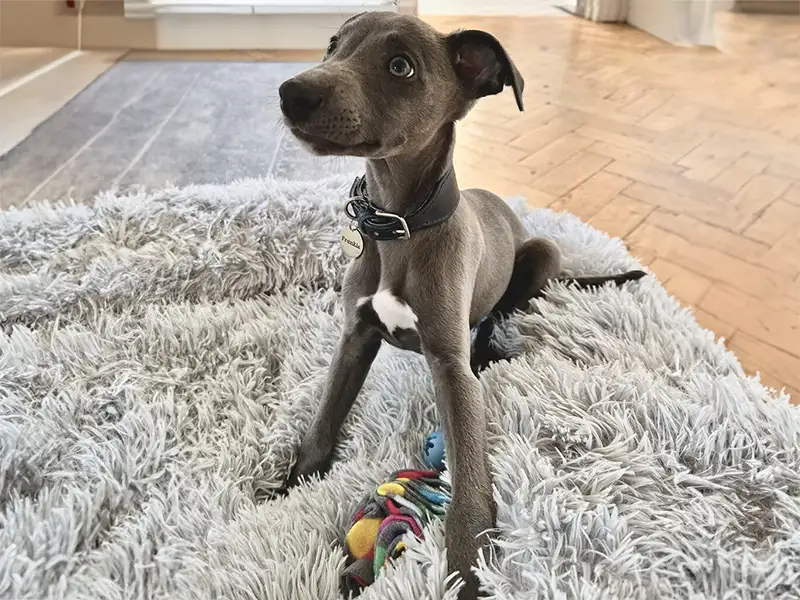 What Real Whippet Owners Say About Petiquette Collars 4 Grey whippet puppy wearing a handmade leather collar from Petiquette