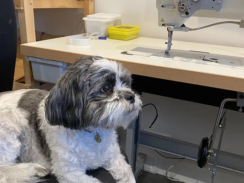 Jimmy the Schichon sitting on a chair in the Petiquette workshop next to a sewing machine