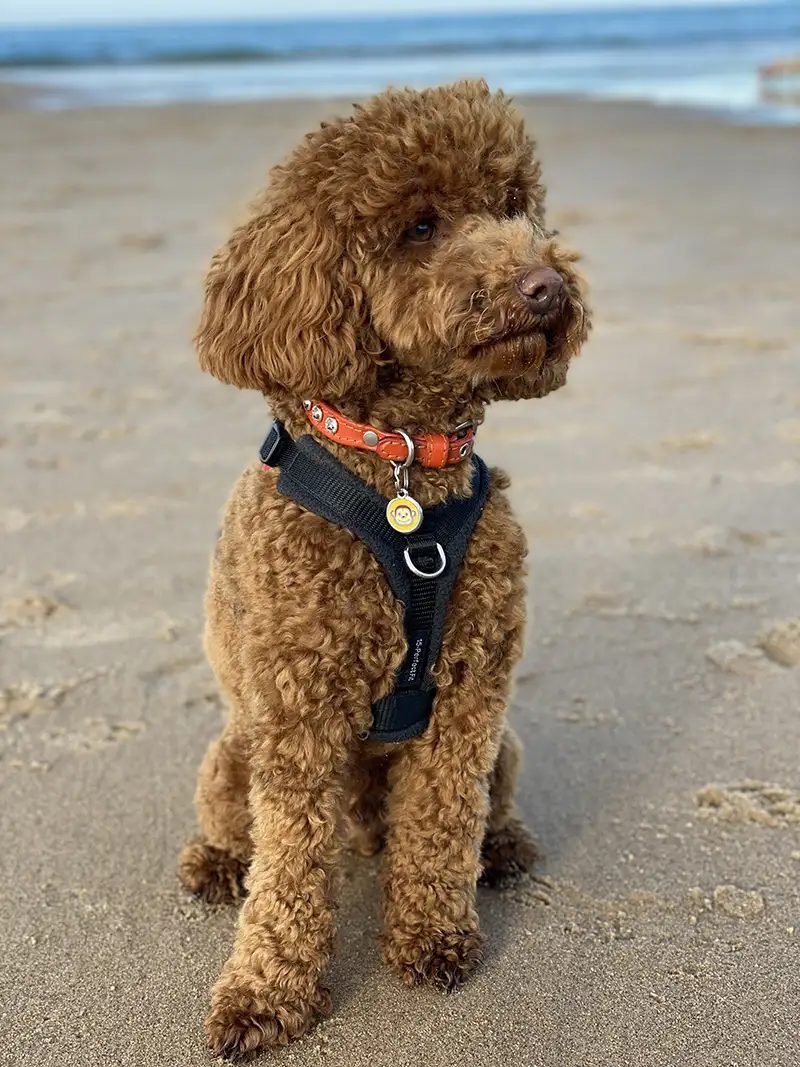 Kevin the mini poodle wearing a Petiquette collar