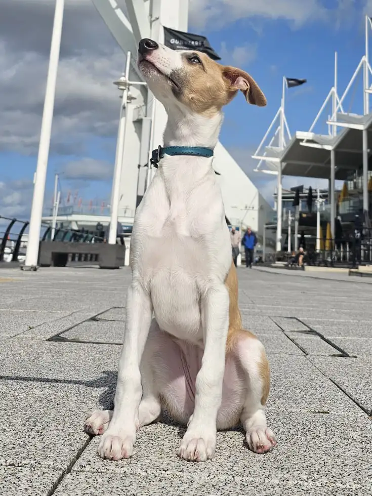 a dog sitting outdoors proudly wearing a leather collar from Petiquette