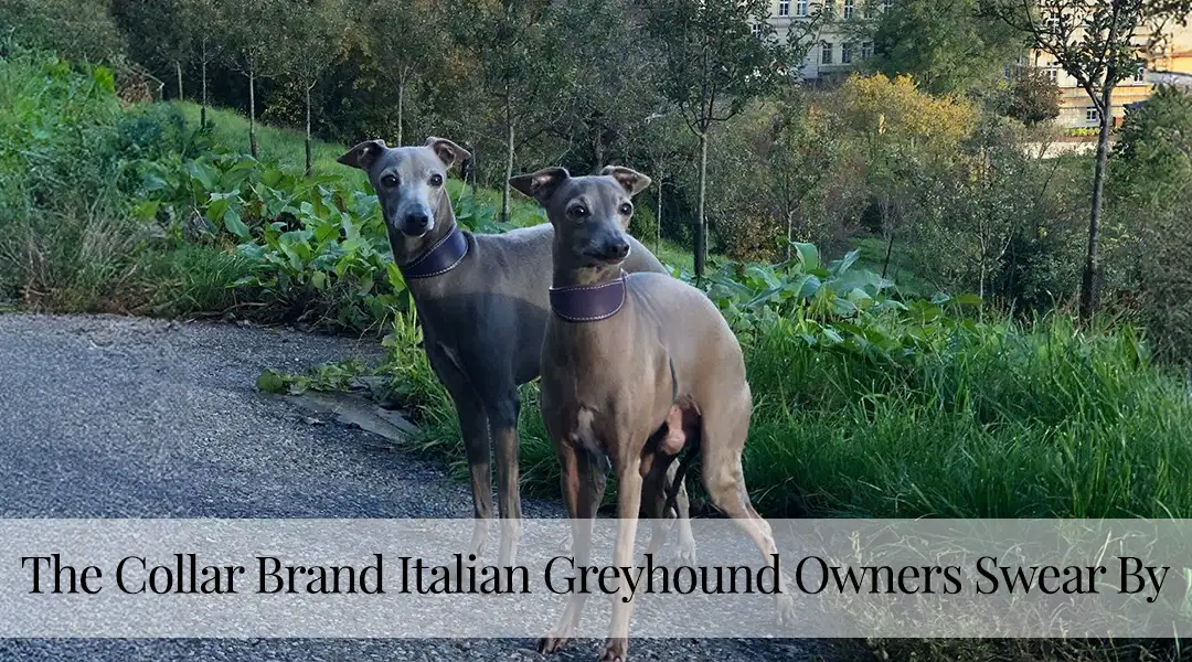 Recommended Italian Greyhound Collars - Petiquette Collars
