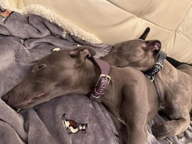 What Real Whippet Owners Say About Petiquette Collars 3 Two sleeping whippets wearing leather collars from Petiquette
