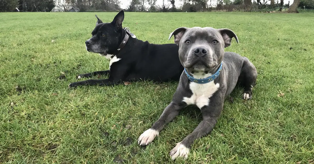 two Staffordshire Bull Terriers lying on the grass wearing leather collars from Petiquette