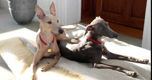 two whippets lying in the sun wearing red leather house collars from Petiquette