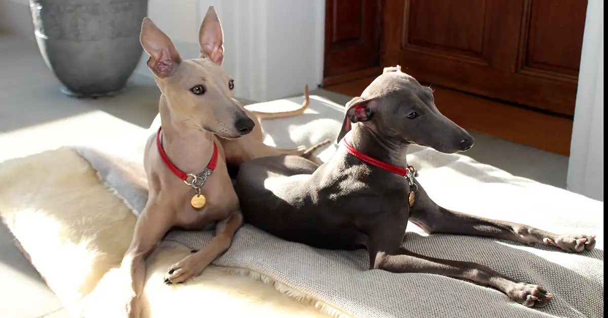 two whippets lying in the sun wearing red leather house collars from Petiquette