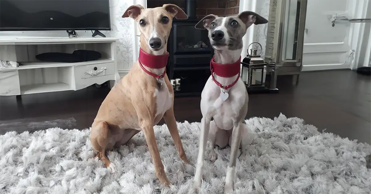 Two whippets sitting in a living room wearing fishtail and house collars from petiquette