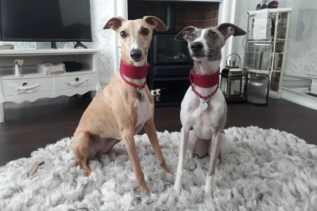 House Collars vs Walking Collars for Whippets: What’s the Difference? 4 two whippets sitting indoors wearing matching house collar and fishtail collar from Petiquette