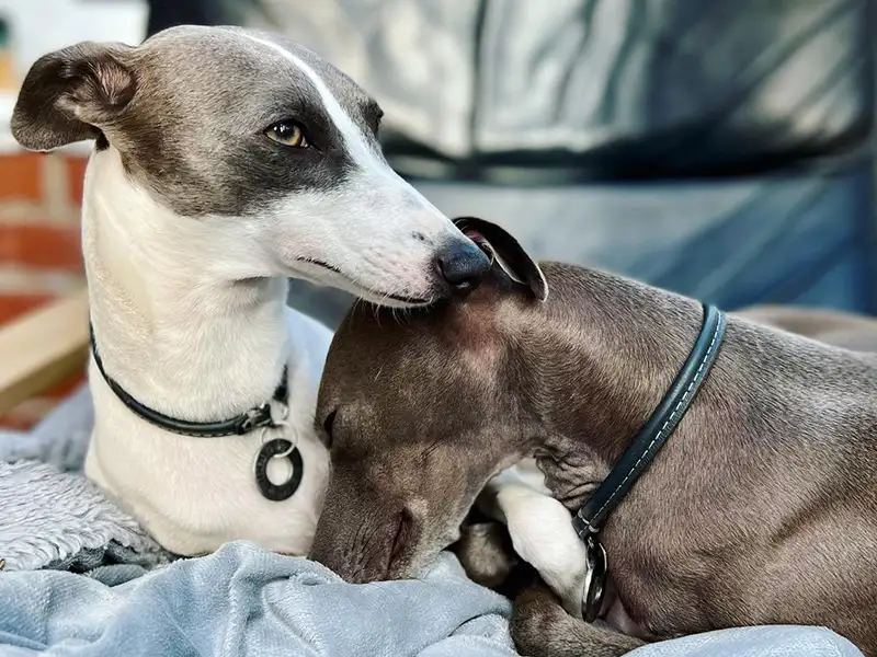 Two Whippets snuggling on a sofa wearing house collars from Petiquette