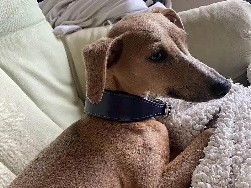 What Real Whippet Owners Say About Petiquette Collars 6 Whippet puppy wearing a purple leather collar from Petiquette