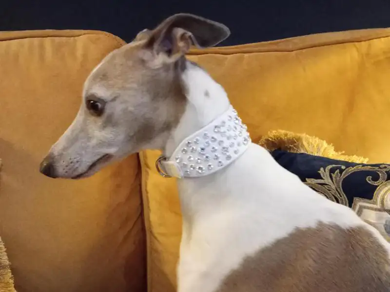 What Real Whippet Owners Say About Petiquette Collars 2 whippet wearing a white leather collar encrusted with swarovski crystals handmade by petiquette