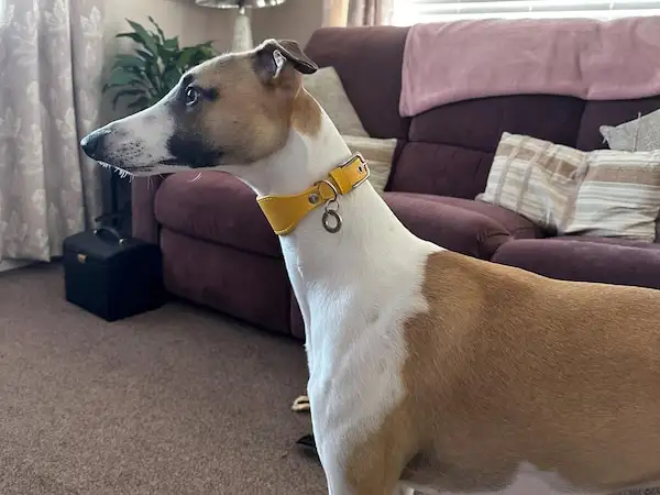Whippet wearing a wide yellow leather collar from Petiquette