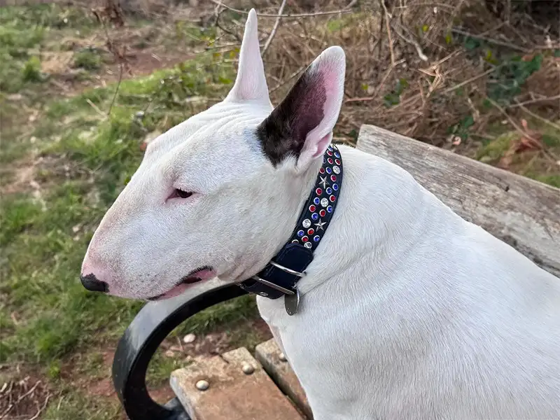 white bull terrier wearing a Swarovski dog collar made by Petiquette