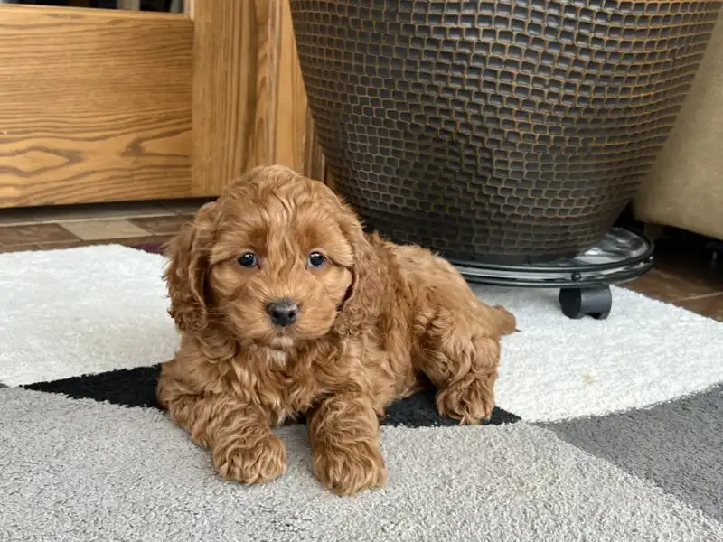 brown cockapoo puppy