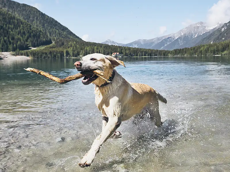 a labrador fetching a stick in a lake