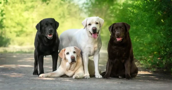 a group of different coloured labradors sitting on a road