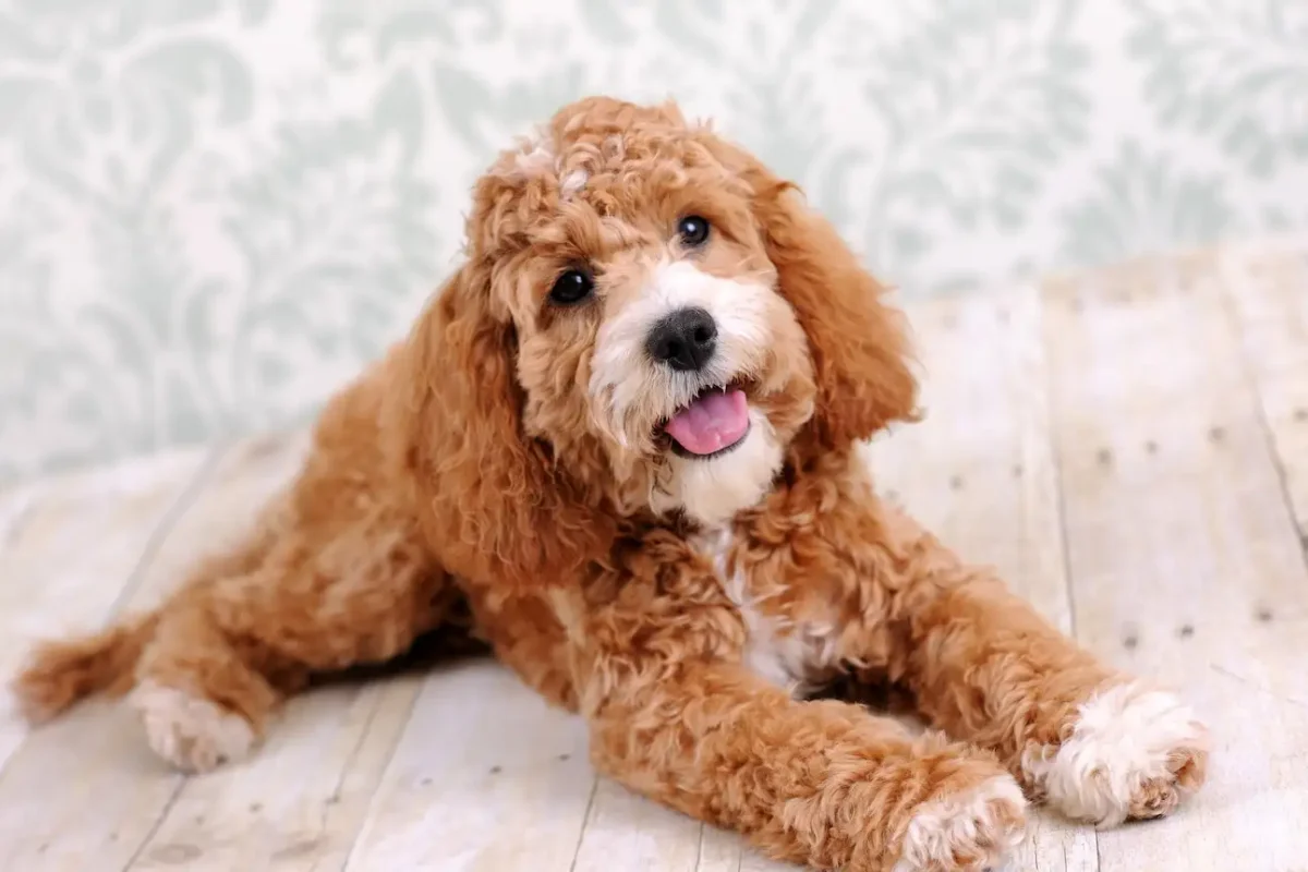 a cockapoo puppy looking into the camera lens