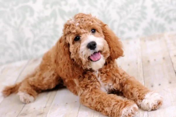 a cockapoo puppy looking into the camera lens