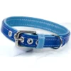 a royal blue leather dog collar with baby blue padded leather lining, handmade by Petiquette