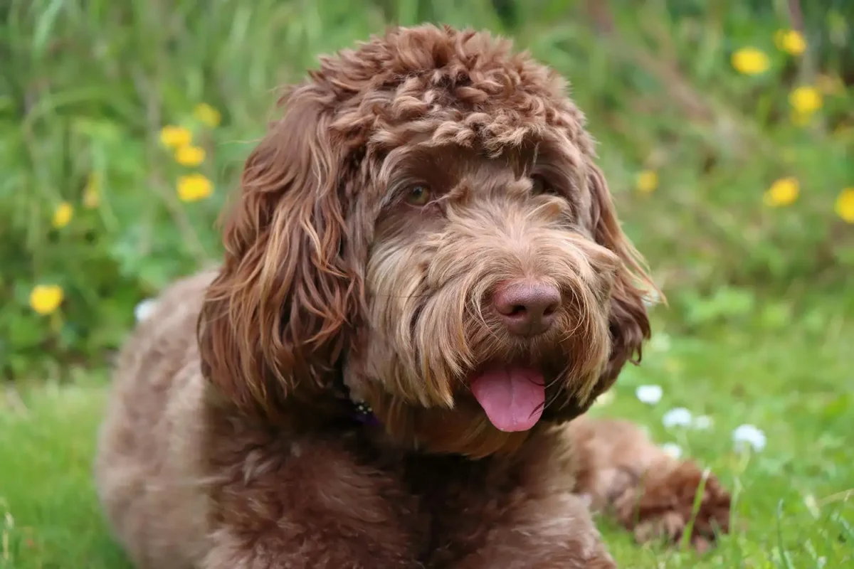 A brown cockapoo with liver nose lying in a meadow