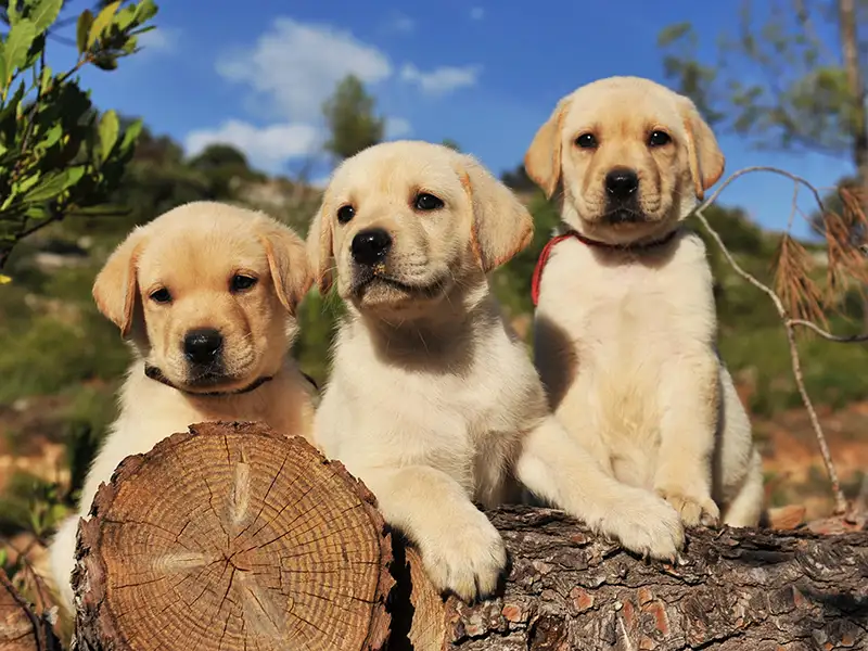 three adorable labrador puppies