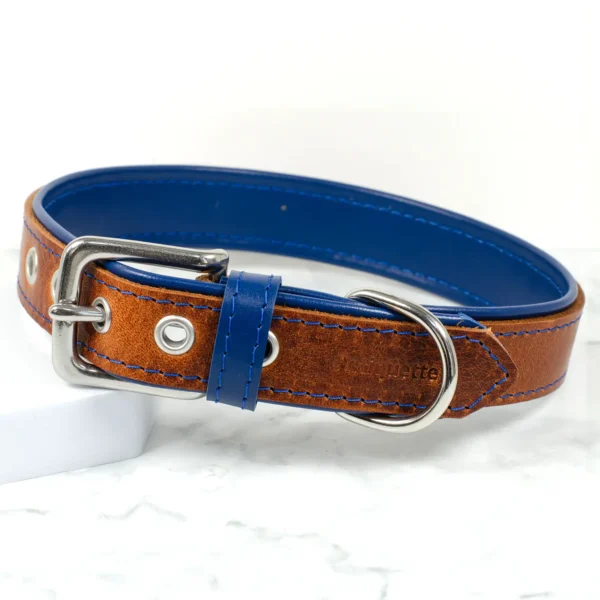 A brown leather dog collar with a bright blue leather lining, handmade by Petiquette