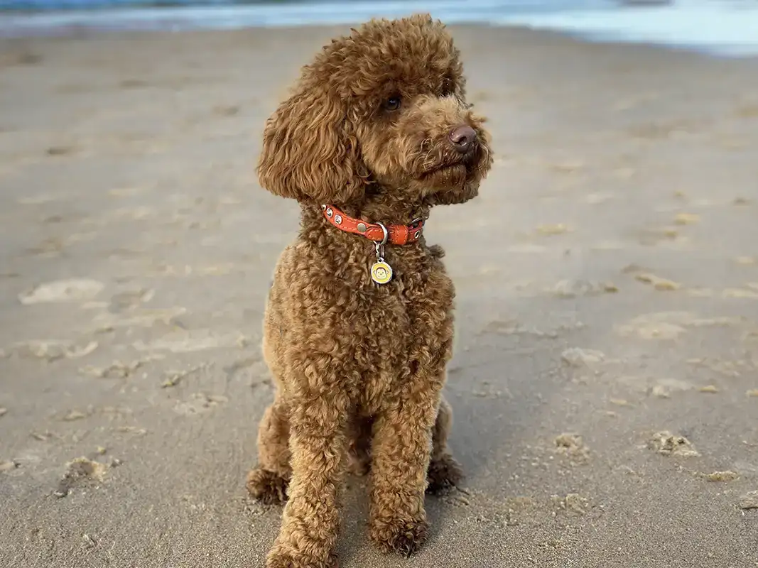 Petiquette Collars - Luxury Leather Dog Collars and Leads