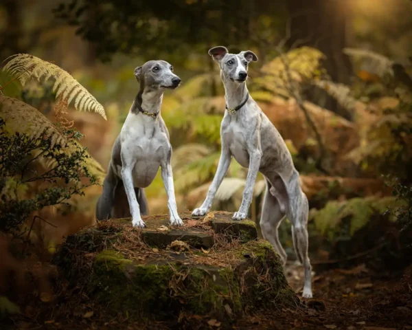 Two Greyhounds in the woods wearing leather house collars from Petiquette