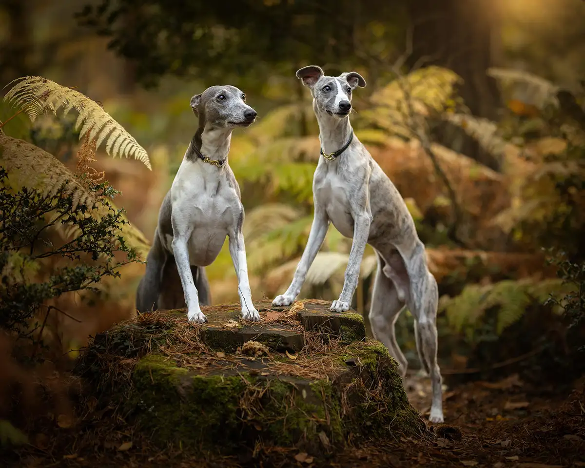 Two Greyhounds in the woods wearing leather house collars from Petiquette