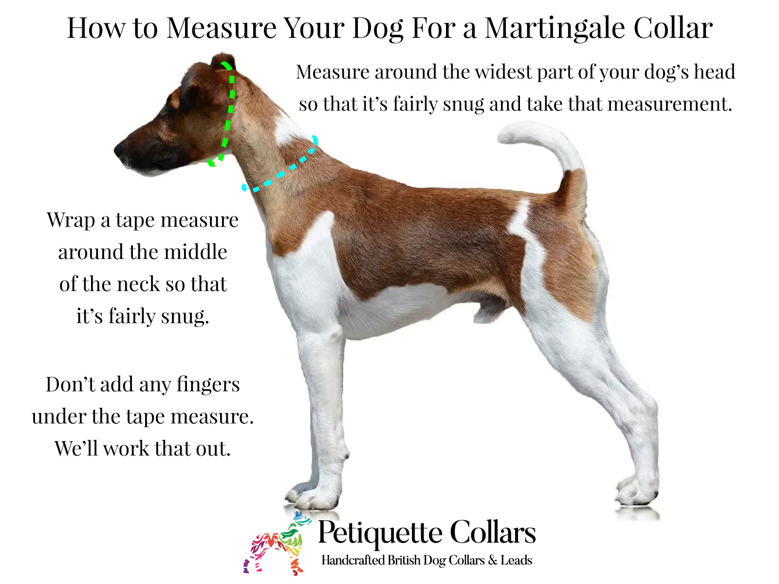 an illustration explaining how to measure a dog for a martingale collar from Petiquette