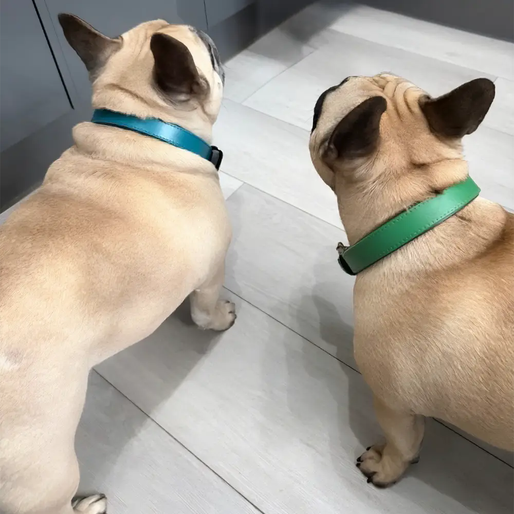 Frenchies wearing green leather dog collars, handmade by Petiquette Collars