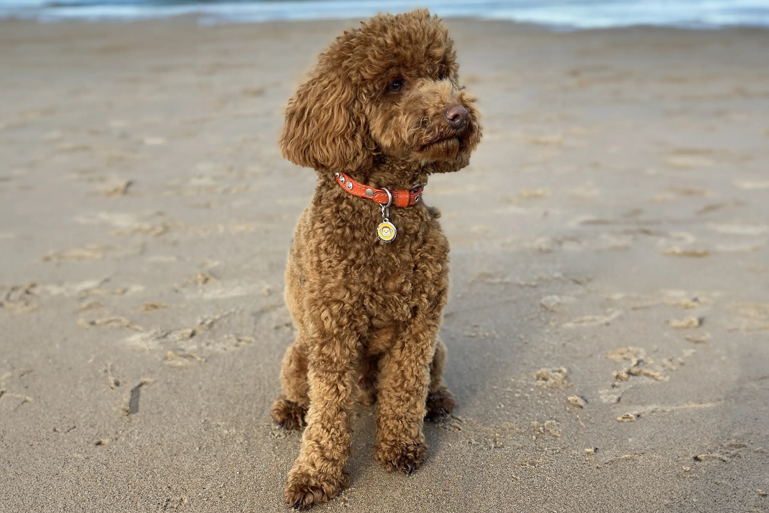 a red miniature poodle sitting on a beach showing off his orange leather dog collar with genuine Swarovski crystals, handmade by Petiquette Collars