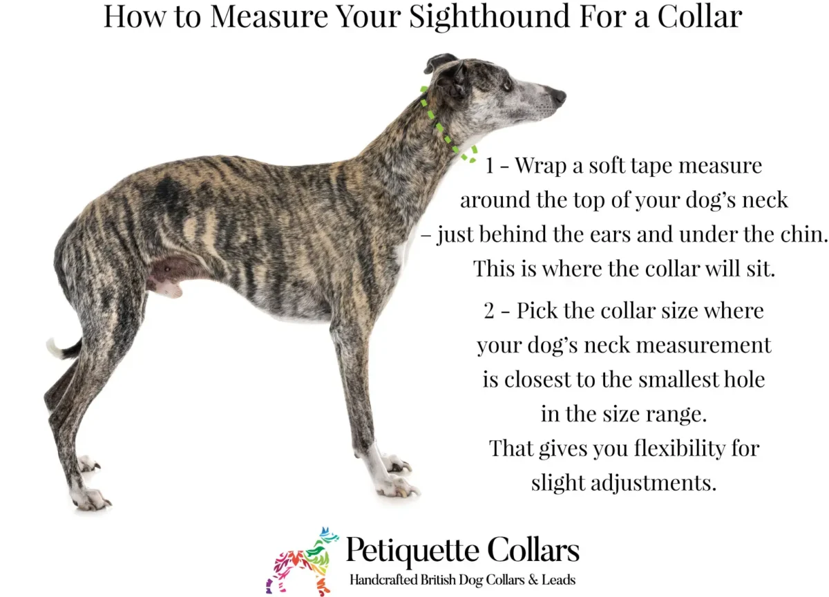 sighthound collar size guide