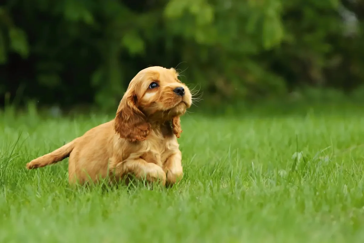 a cocker spaniel puppy in a field