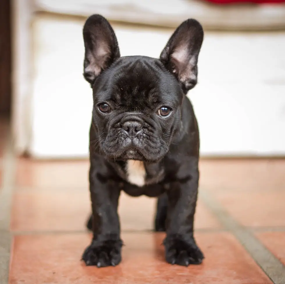 black french bulldog puppy