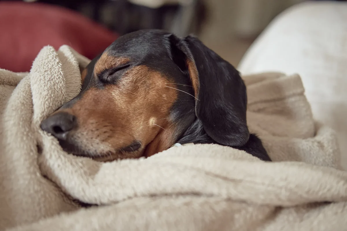 dog sleeping comfortably