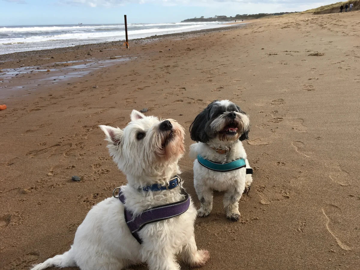 Exercise and enrichment