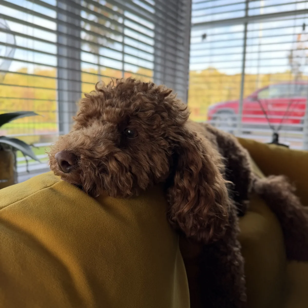 A red miniature poodle lying on a sofa at Petiquette Home Boarding in Seaton Delaval
