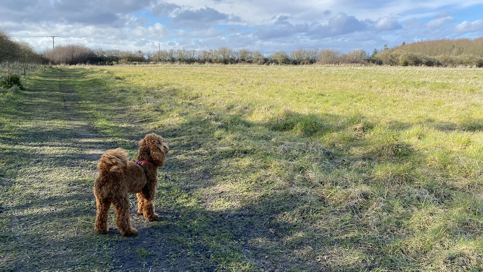 poodle dog boarding seaton delaval
