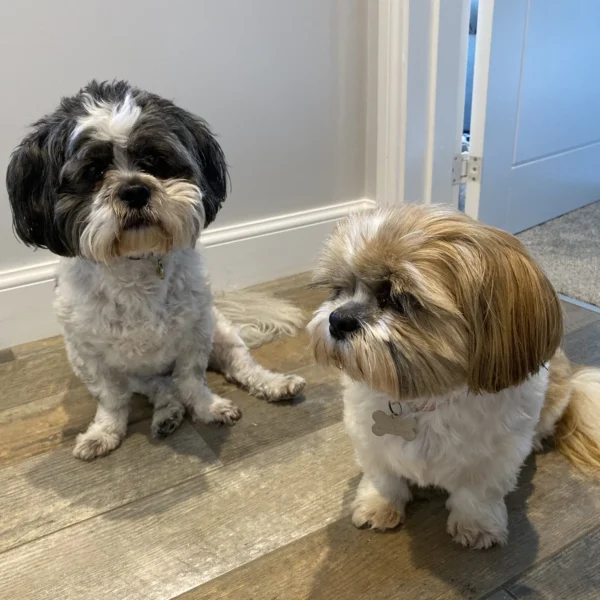 Jimmy & Molly the Shih Tzus