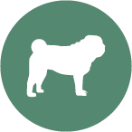 Small dog icon