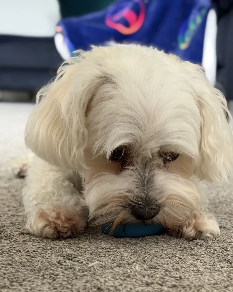 Bichon Frise x Maltese home boarding